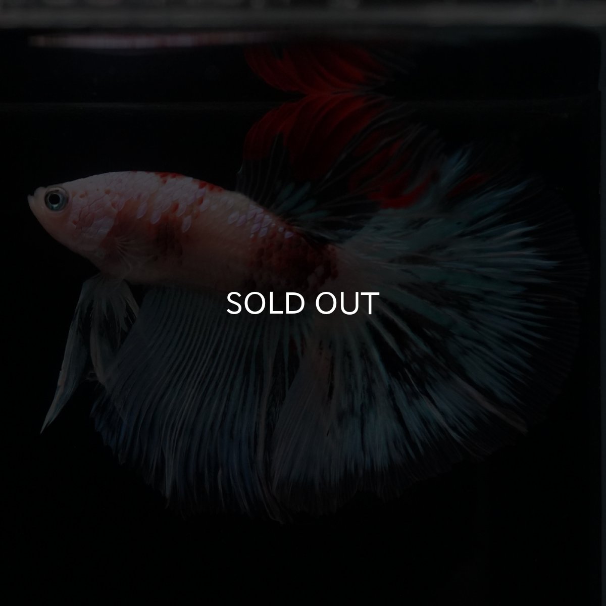 画像6: HM　ファンシー クリア (6)