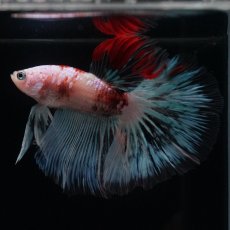 画像6: HM　ファンシー クリア (6)