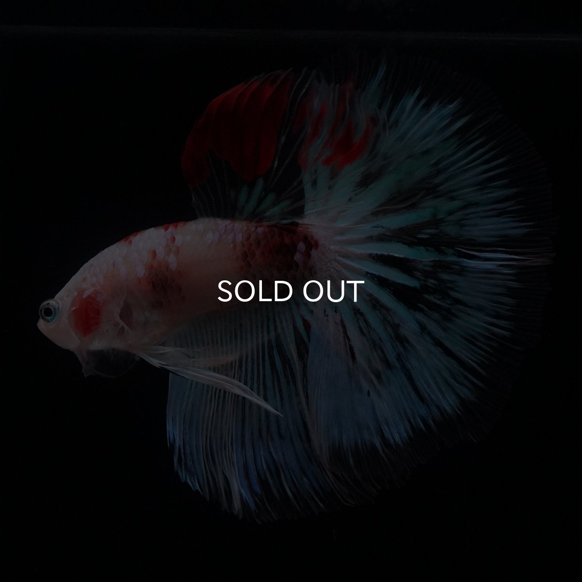 画像5: HM　ファンシー クリア (5)