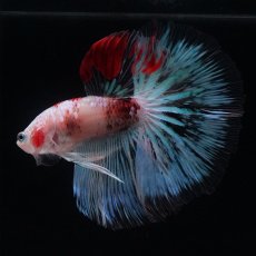 画像5: HM　ファンシー クリア (5)