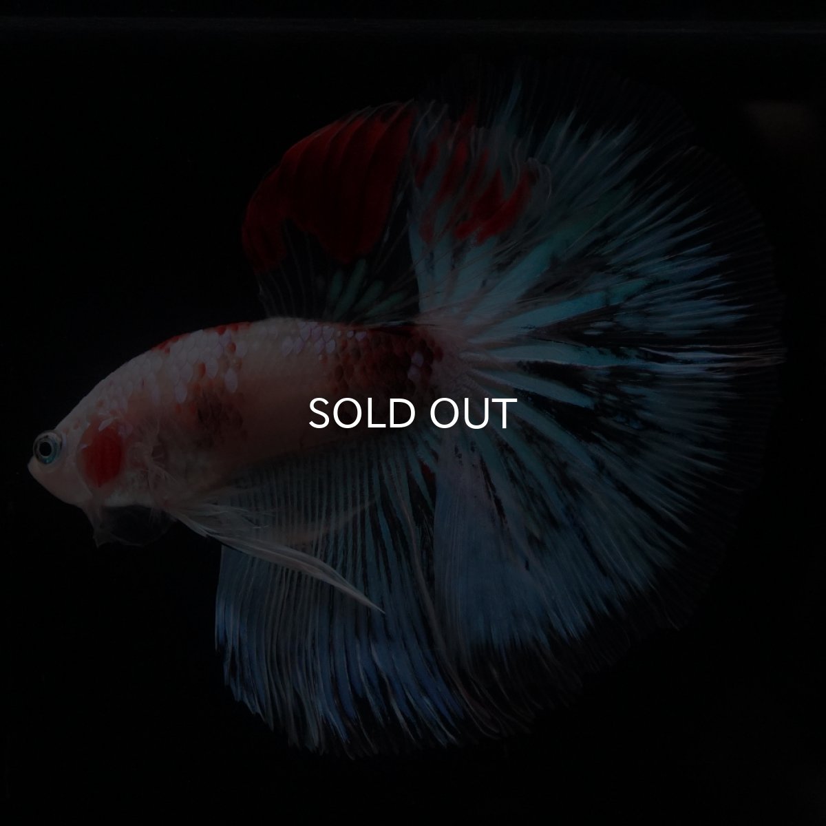 画像3: HM　ファンシー クリア (3)