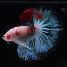 画像3: HM　ファンシー クリア (3)