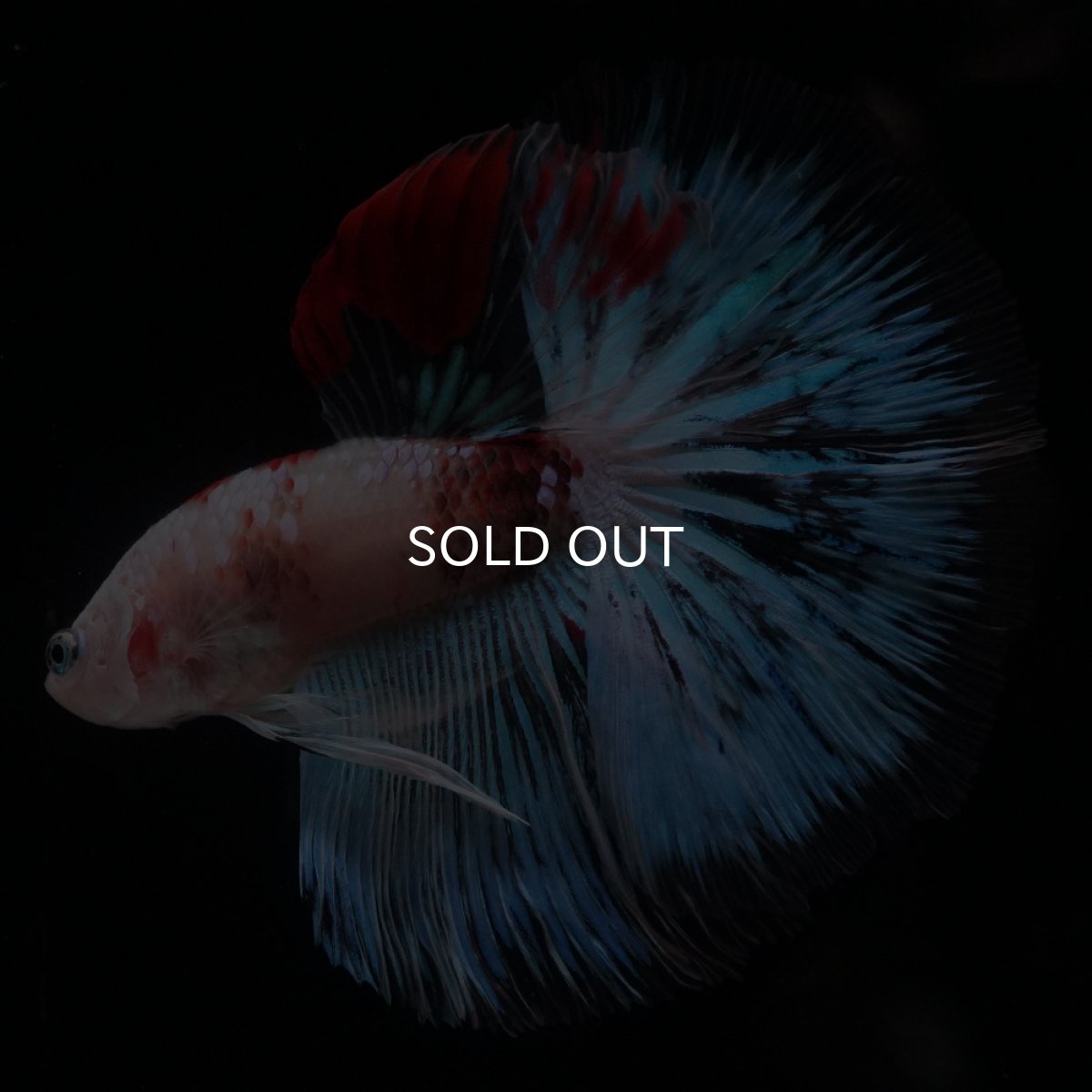 画像1: HM　ファンシー クリア (1)