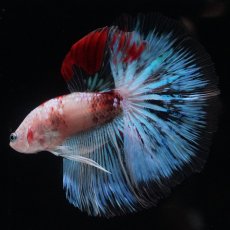 画像1: HM　ファンシー クリア (1)