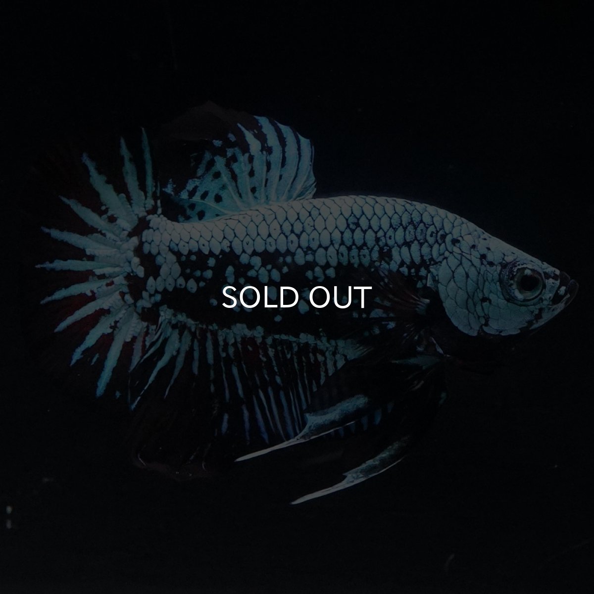 画像15: HMPK　ブルーブラックサムライ (15)