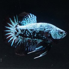 画像15: HMPK　ブルーブラックサムライ (15)