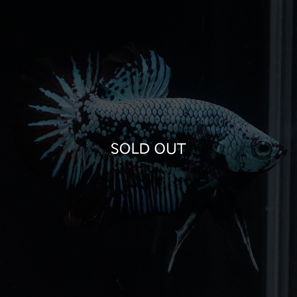 画像14: HMPK　ブルーブラックサムライ (14)