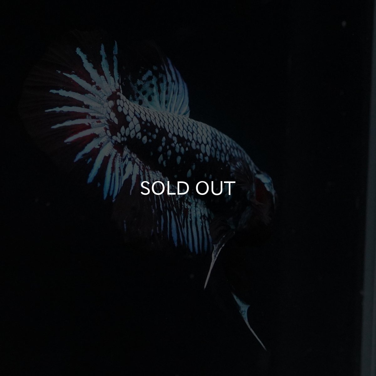 画像13: HMPK　ブルーブラックサムライ (13)