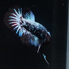 画像13: HMPK　ブルーブラックサムライ (13)