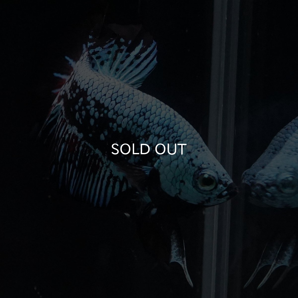 画像12: HMPK　ブルーブラックサムライ (12)