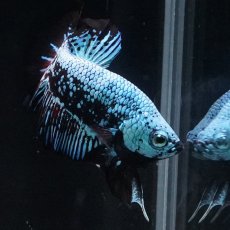 画像12: HMPK　ブルーブラックサムライ (12)