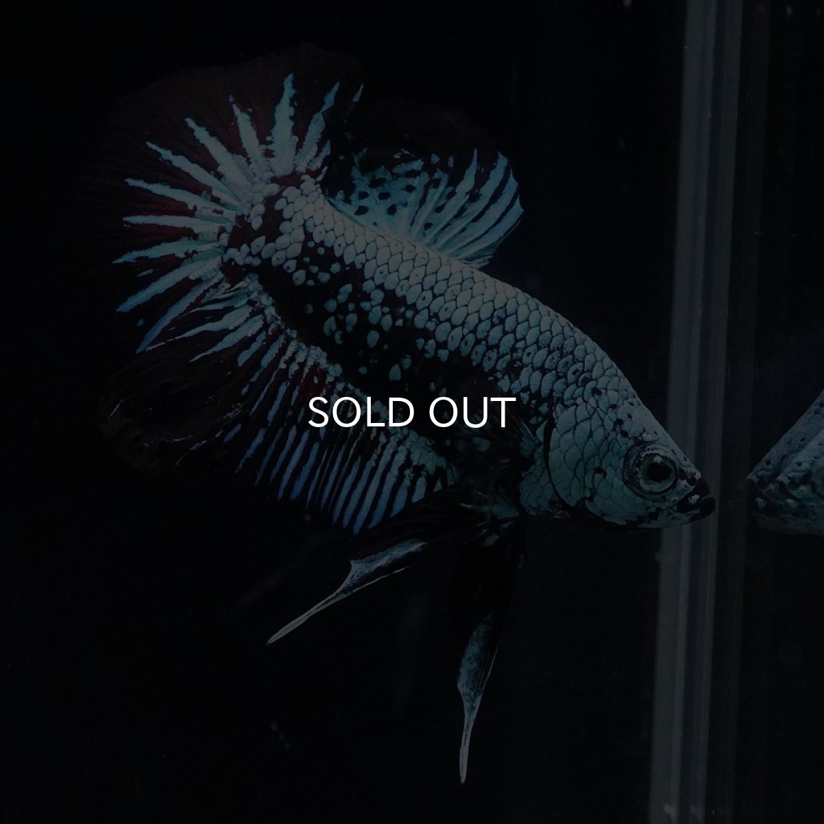 画像11: HMPK　ブルーブラックサムライ (11)