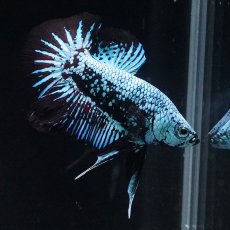 画像11: HMPK　ブルーブラックサムライ (11)