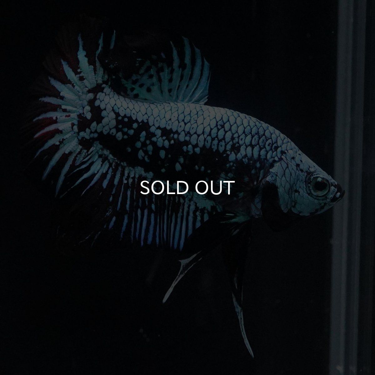 画像10: HMPK　ブルーブラックサムライ (10)