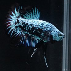 画像10: HMPK　ブルーブラックサムライ (10)