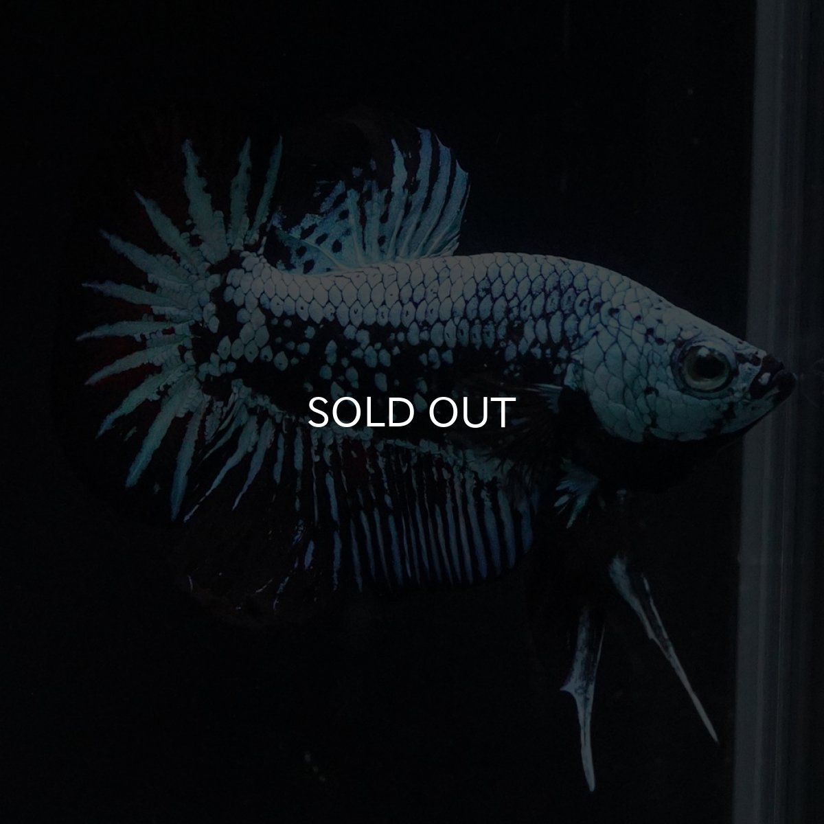 画像1: HMPK　ブルーブラックサムライ (1)