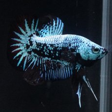 画像1: HMPK　ブルーブラックサムライ (1)