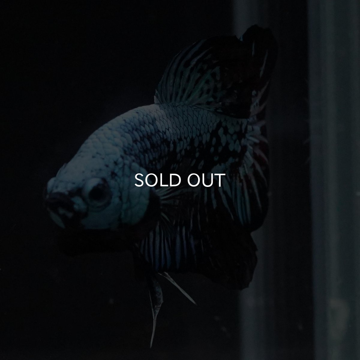 画像9: HMPK　ブルーブラックサムライ (9)