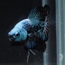 画像9: HMPK　ブルーブラックサムライ (9)