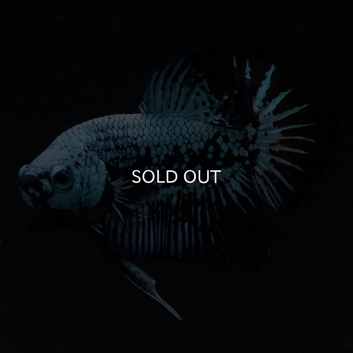 画像8: HMPK　ブルーブラックサムライ (8)