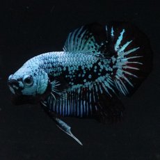 画像8: HMPK　ブルーブラックサムライ (8)