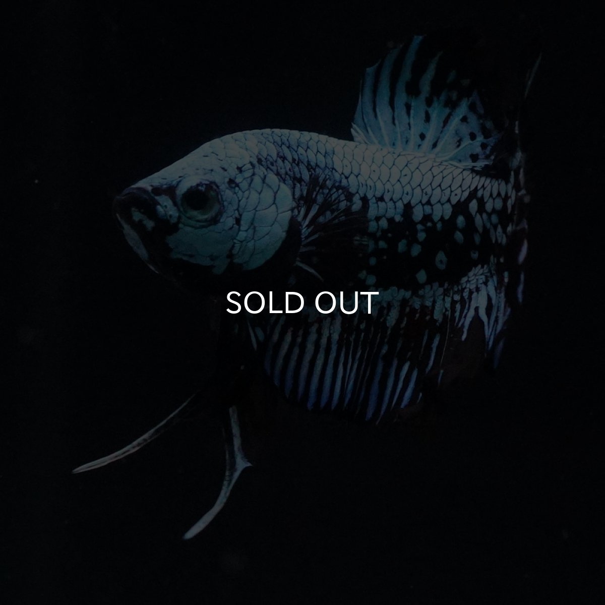 画像7: HMPK　ブルーブラックサムライ (7)