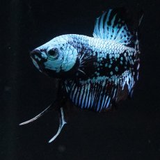 画像7: HMPK　ブルーブラックサムライ (7)