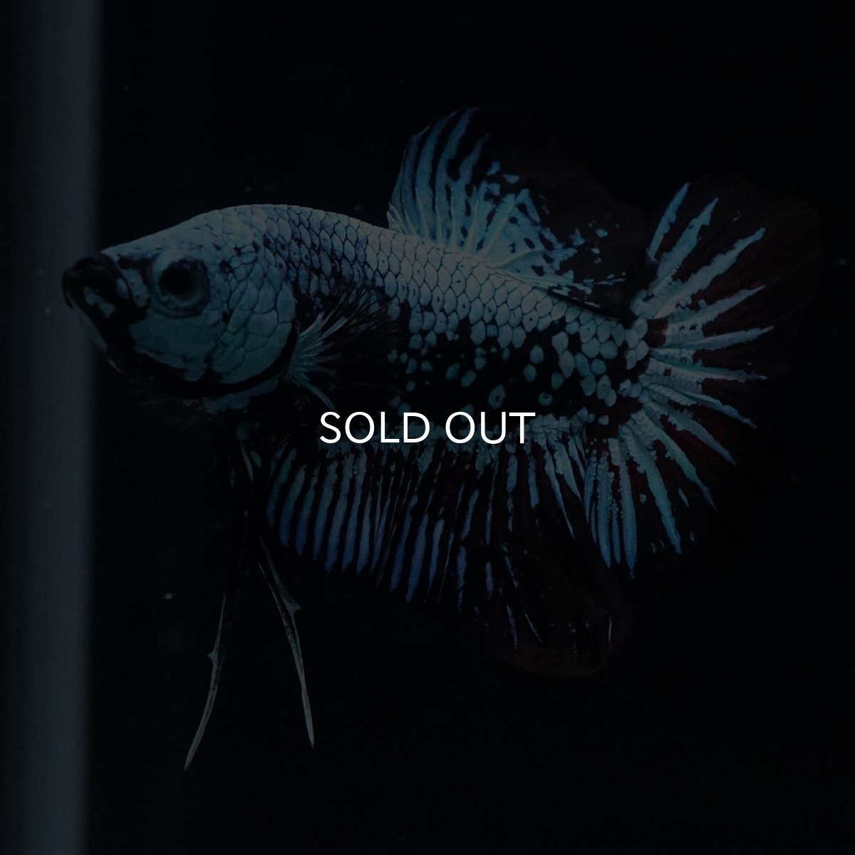 画像6: HMPK　ブルーブラックサムライ (6)