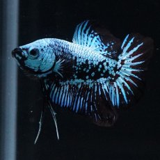 画像6: HMPK　ブルーブラックサムライ (6)