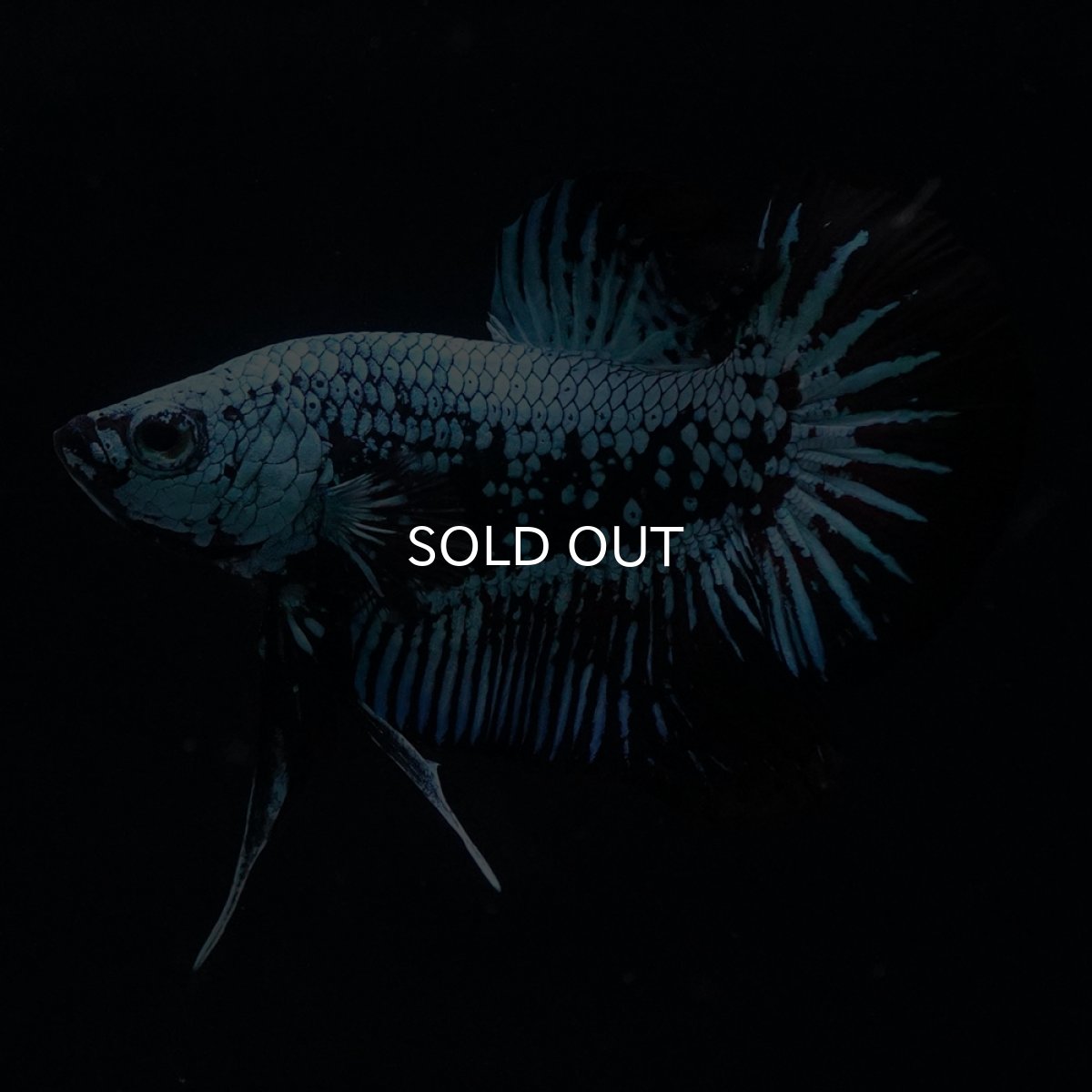 画像5: HMPK　ブルーブラックサムライ (5)