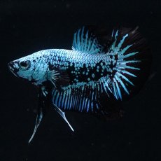 画像5: HMPK　ブルーブラックサムライ (5)