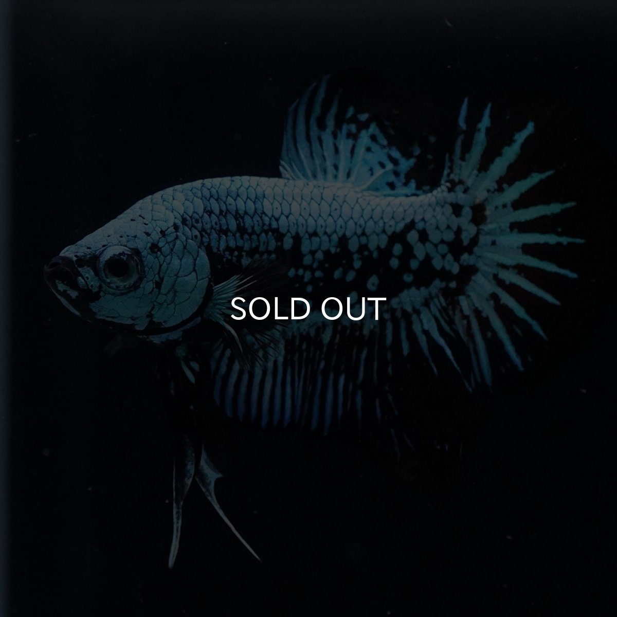 画像4: HMPK　ブルーブラックサムライ (4)