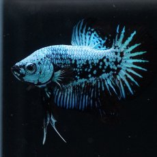 画像4: HMPK　ブルーブラックサムライ (4)