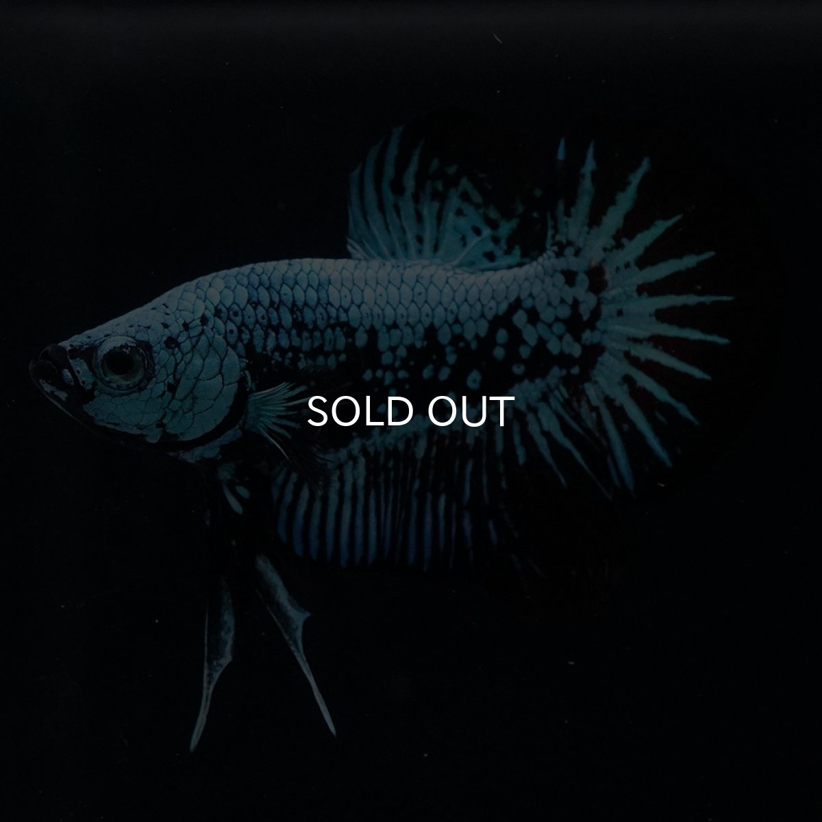 画像3: HMPK　ブルーブラックサムライ (3)