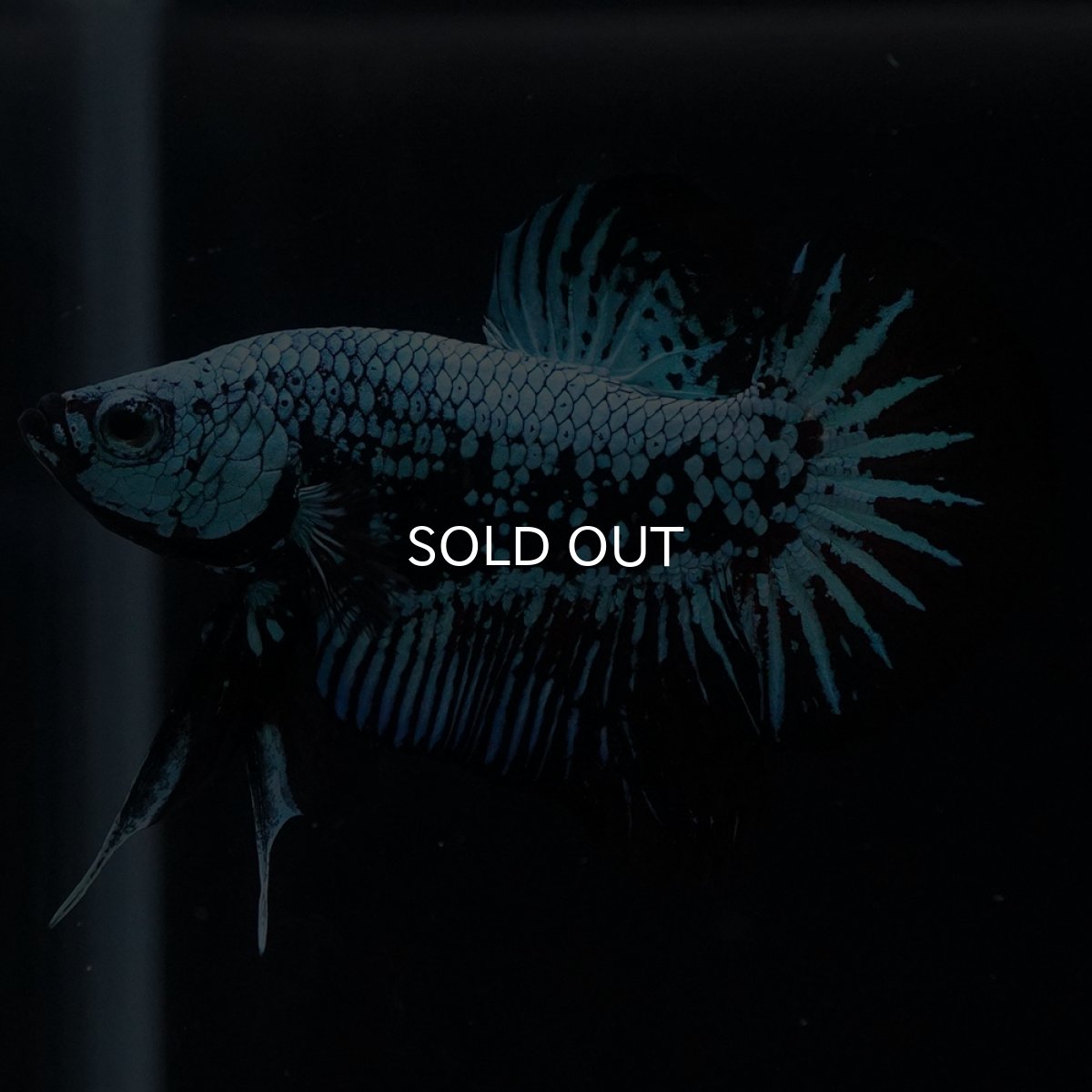 画像2: HMPK　ブルーブラックサムライ (2)