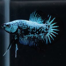 画像2: HMPK　ブルーブラックサムライ (2)