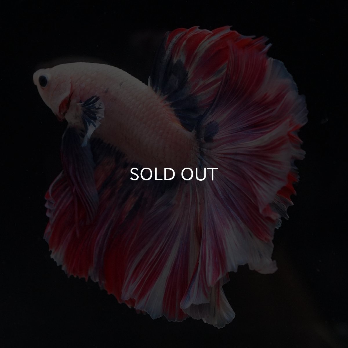 画像18: HM　ファンシーローズテール (18)