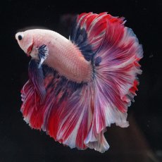 画像18: HM　ファンシーローズテール (18)