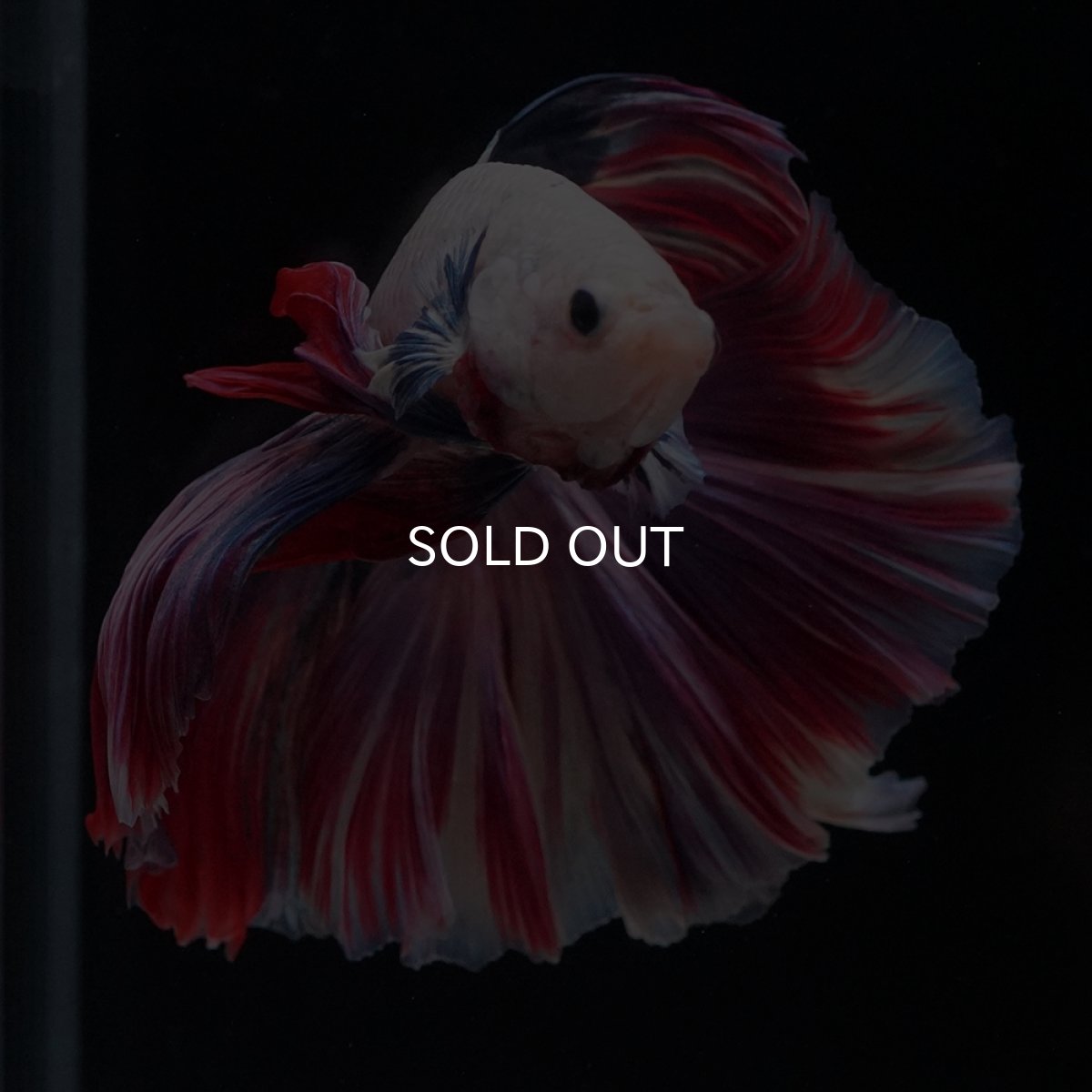 画像17: HM　ファンシーローズテール (17)