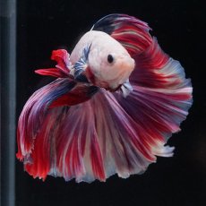 画像17: HM　ファンシーローズテール (17)