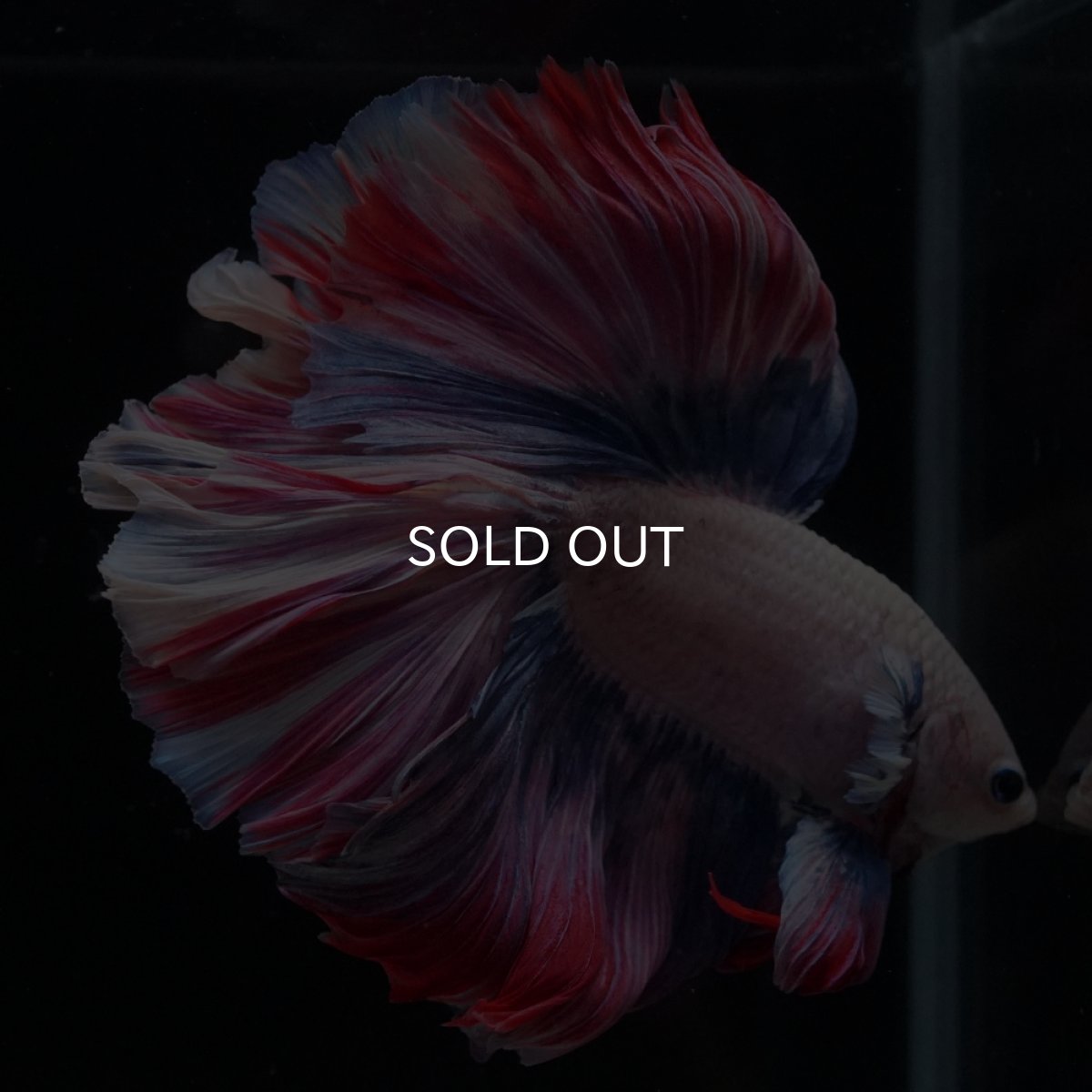 画像16: HM　ファンシーローズテール (16)