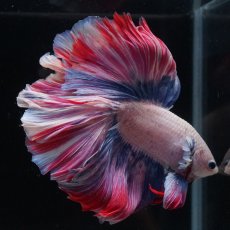 画像16: HM　ファンシーローズテール (16)