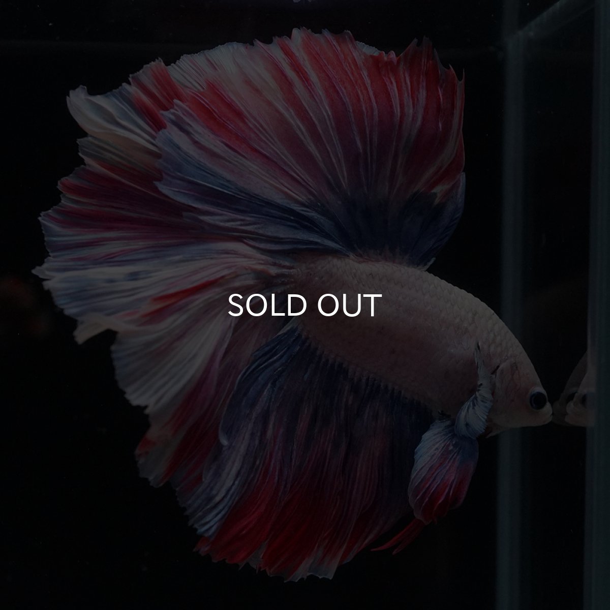 画像15: HM　ファンシーローズテール (15)