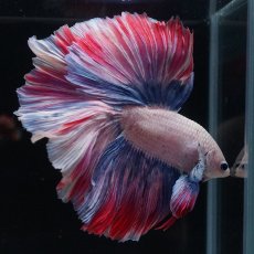 画像15: HM　ファンシーローズテール (15)