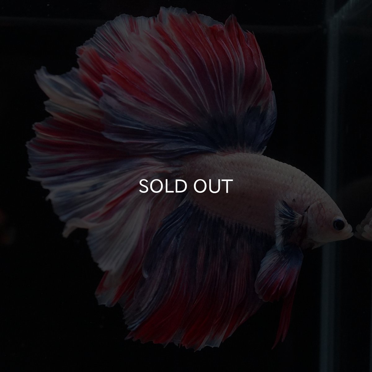 画像14: HM　ファンシーローズテール (14)