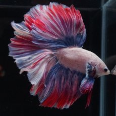 画像14: HM　ファンシーローズテール (14)