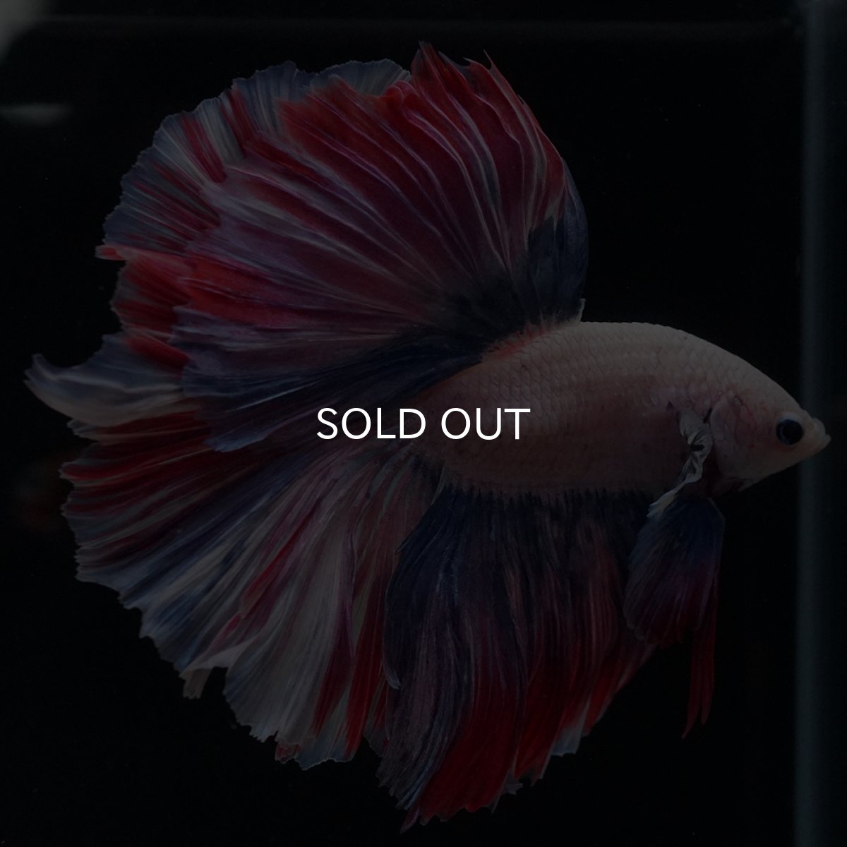 画像13: HM　ファンシーローズテール (13)