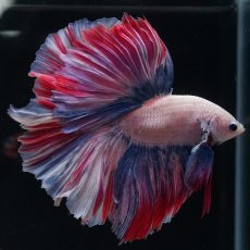 画像13: HM　ファンシーローズテール (13)