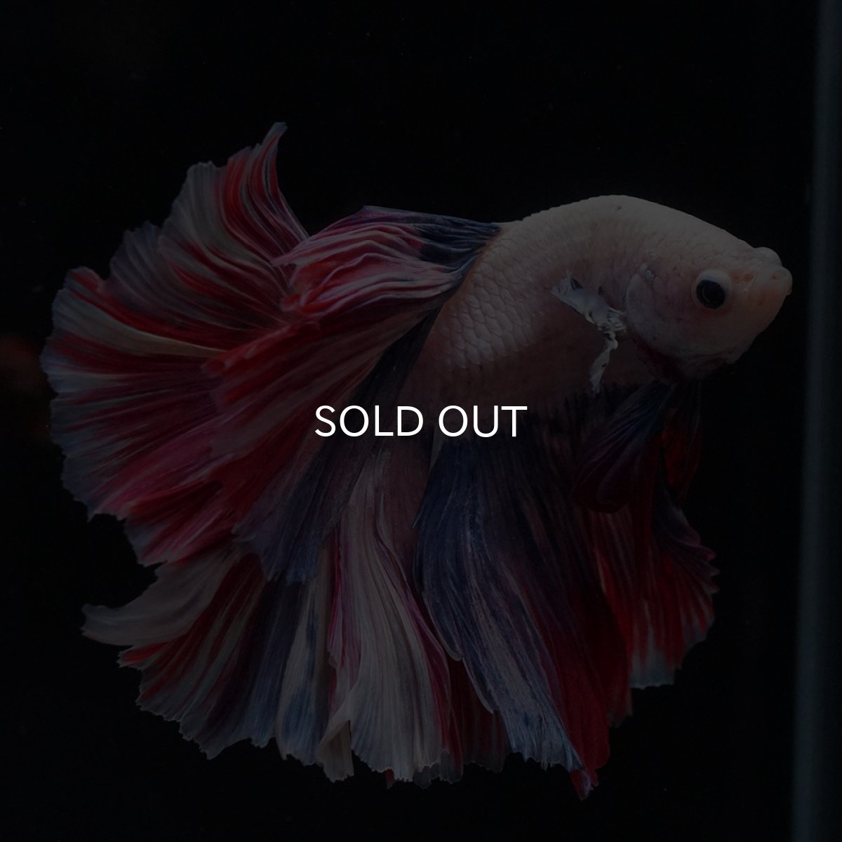 画像12: HM　ファンシーローズテール (12)