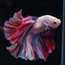 画像12: HM　ファンシーローズテール (12)